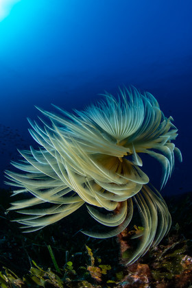 Spirographe La Ciotat