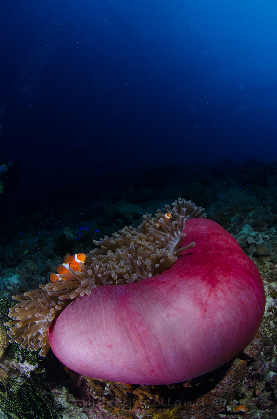 Anemone tomate