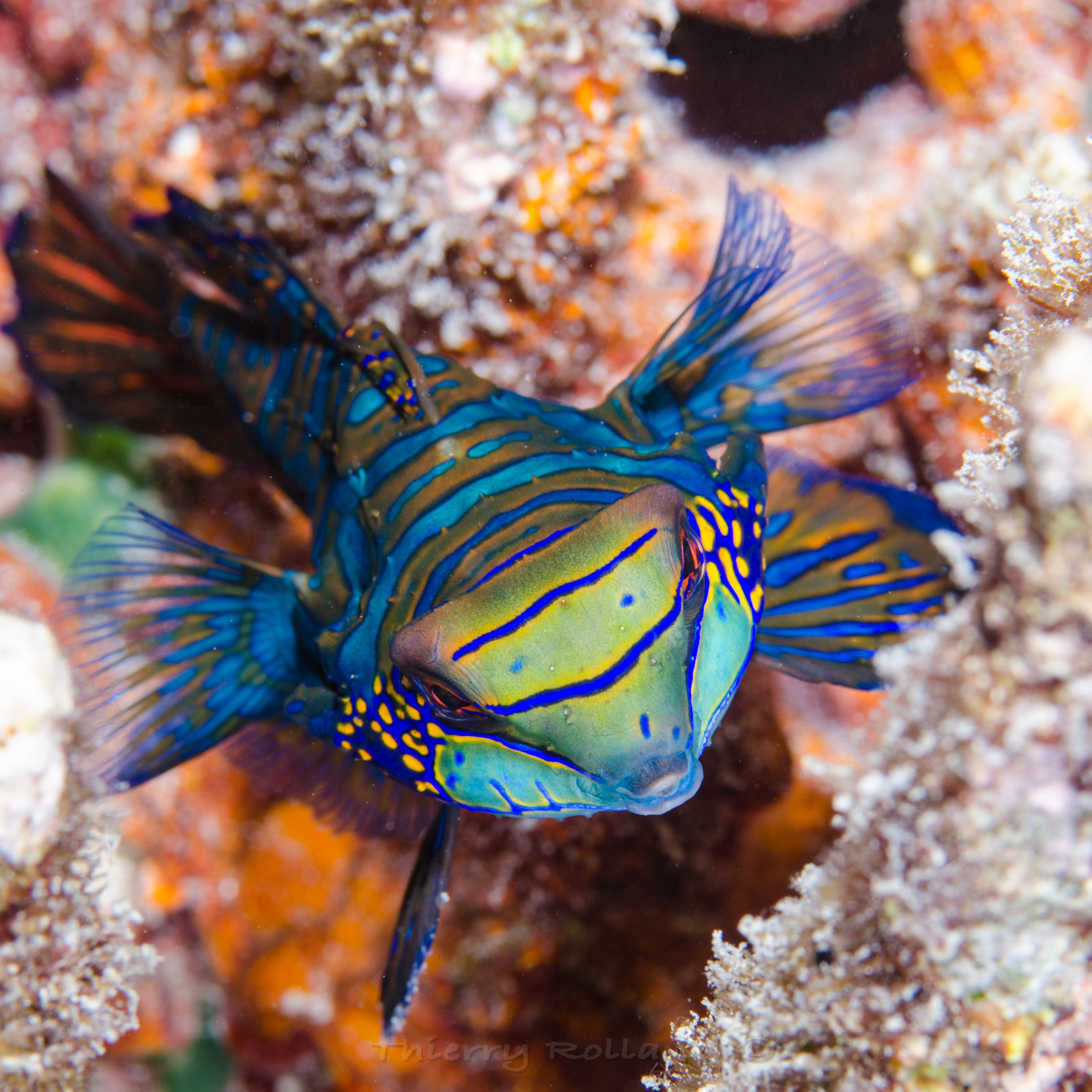 Portrait poisson mandarin
