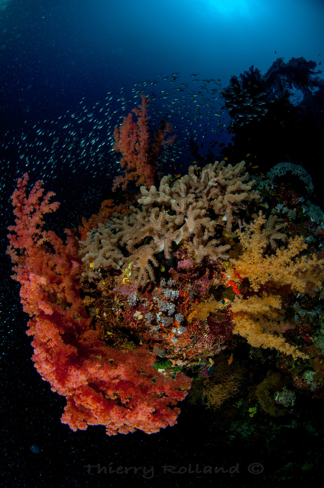 Bouquet de corail