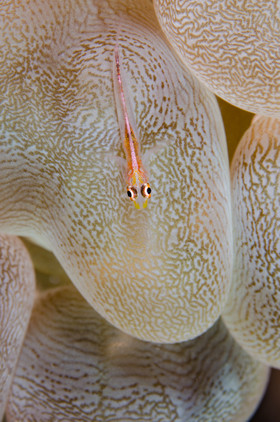 Gobie nain et corail bulle