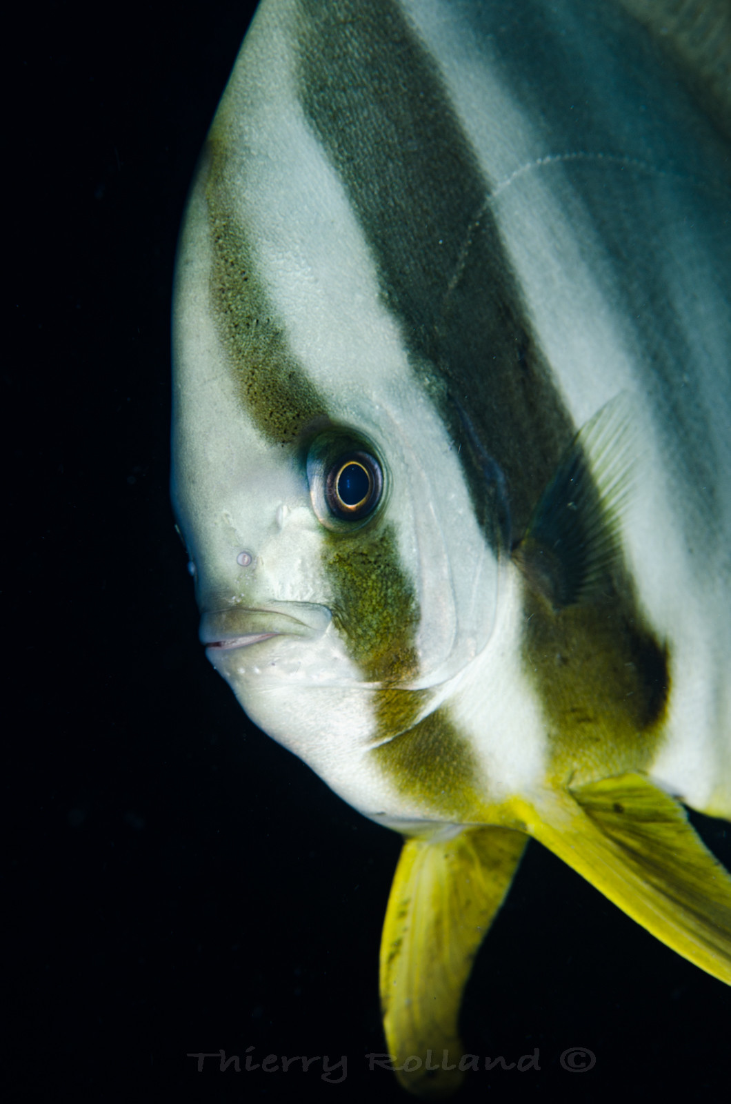 Portrait de platax