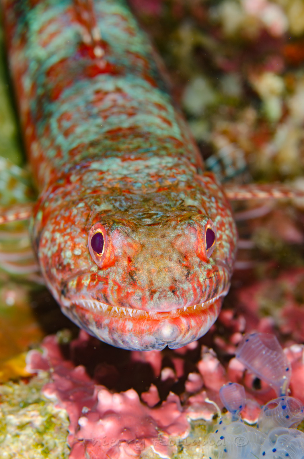 Poisson lézard