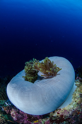 Anémone boule